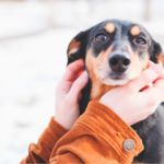 【福岡のペット火葬と葬儀】手厚い供養で後悔しないお別れを